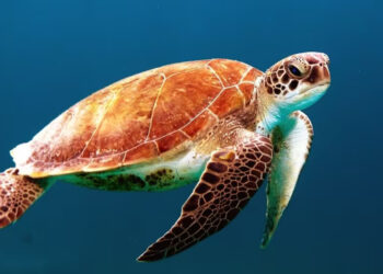 PFAS Chemicals Harm Freshwater Turtles in Australia, New Research Finds